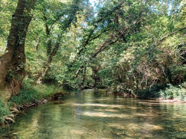 Güzel orman nehri ve yeşil orman manzarası