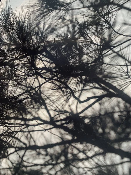 Sombra de ramas de árboles de coníferas sobre un fondo gris — Foto de Stock
