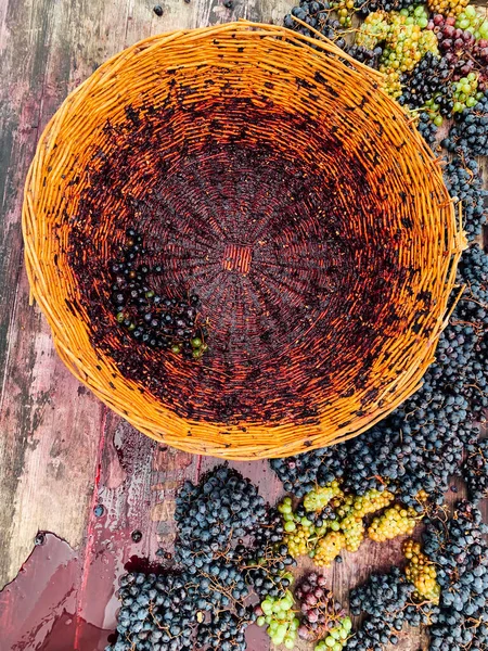 Basket of ripe grapes to create wine — Stock Photo, Image