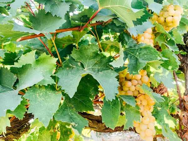 Un montón de uvas blancas dulces maduras para comer como fondo — Foto de Stock