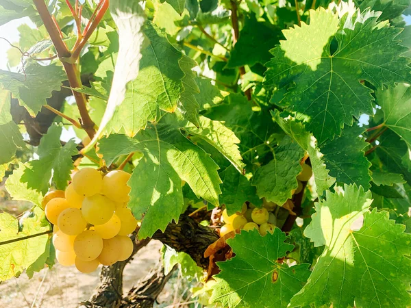 Un montón de uvas blancas dulces maduras para comer como fondo — Foto de Stock