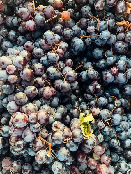 Много спелого сладкого винограда для еды в качестве фона — стоковое фото