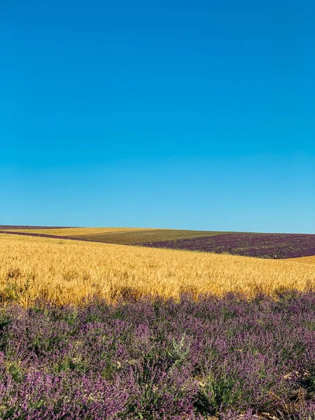 Ландшафтне поле лаванди і жовтої пшениці перед врожаєм — стокове фото