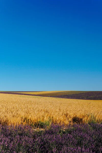 Поле жовтого пшениці та фіолетового лаванди — стокове фото