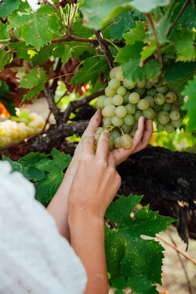 Beautiful woman in white dress picking grapes vineyards — Stock Photo, Image