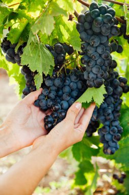 Hasattan önce güzel kadınların elleri ve üzüm demetleri