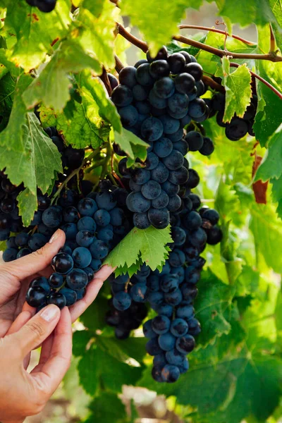 Hermosas manos de las mujeres y racimos de uvas antes de la cosecha — Foto de Stock