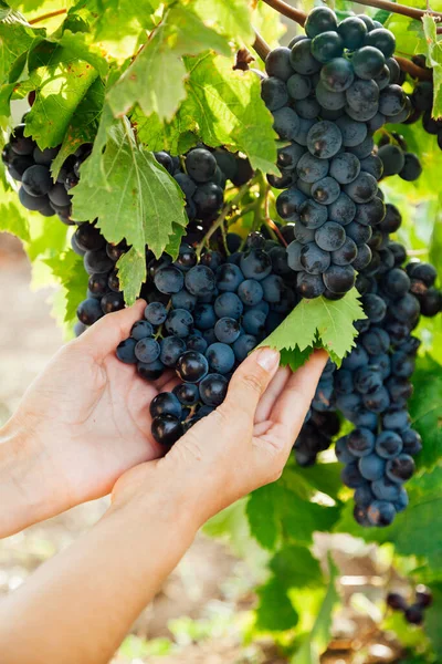 Hermosas manos de las mujeres y racimos de uvas antes de la cosecha — Foto de Stock
