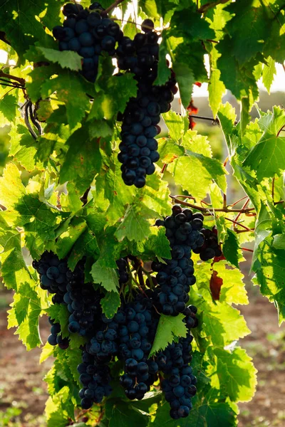 Гроздья спелых темных винограда перед сбором урожая — стоковое фото