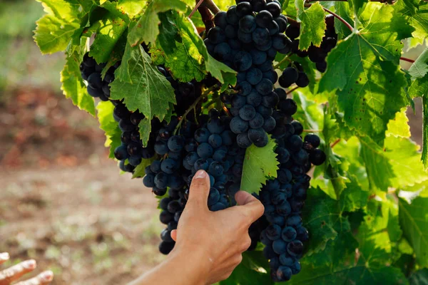 Bunches of ripe grapes for wine before harvest — Stock Photo, Image