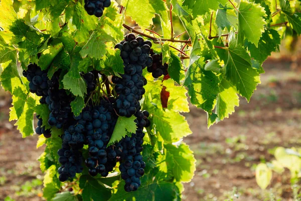 Bunches of ripe grapes for wine before harvest — Stock Photo, Image