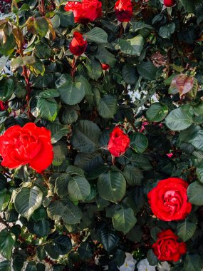 Arkaplan gibi güzel kokulu çiçekler.