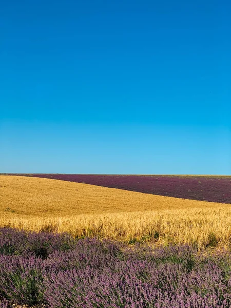 Поле стиглих жовтих пшеничних і фіолетових квітів лаванди — стокове фото