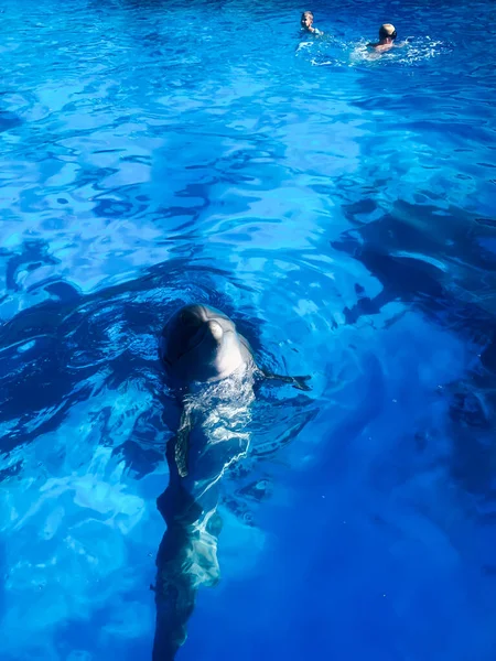 Όμορφο δελφίνι σε μπλε πισίνα με θαλασσινό νερό — Φωτογραφία Αρχείου