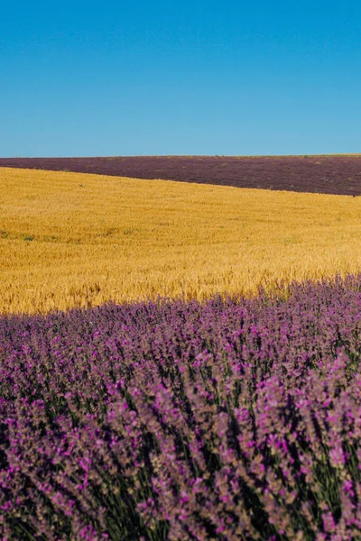 Поле запашних квітів фіолетового лаванди і жовтого пшениці — стокове фото