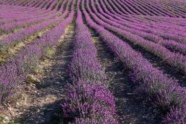Hasattan önceki yaz, mor lavanta kokulu çiçekler.
