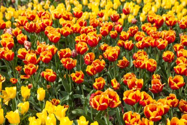 çok renkli çiçekler, lale baharı bir fon olarak kullanılıyor