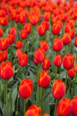 çok renkli çiçekler, lale baharı bir fon olarak kullanılıyor