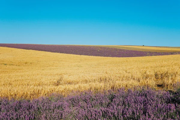 Поле стиглої жовтої пшениці та фіолетового лавандового землеробства — стокове фото