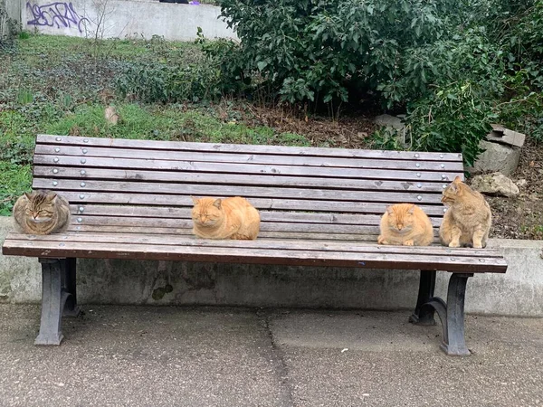 Quatro gatos selvagens da rua sentam-se em um banco — Fotografia de Stock