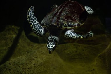 Deniz kaplumbağası okyanusun dibindeki karanlık sularda yüzer.