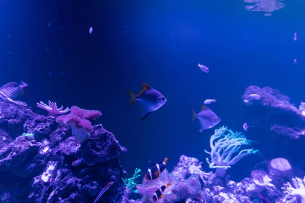 Peces tropicales marinos en el agua azul de los arrecifes de corral — Foto de Stock