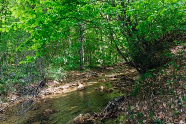 Yeşil ormandaki dağ nehri doğa ağaçları manzarası