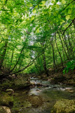 Yeşil ormandaki dağ nehri doğa ağaçları manzarası