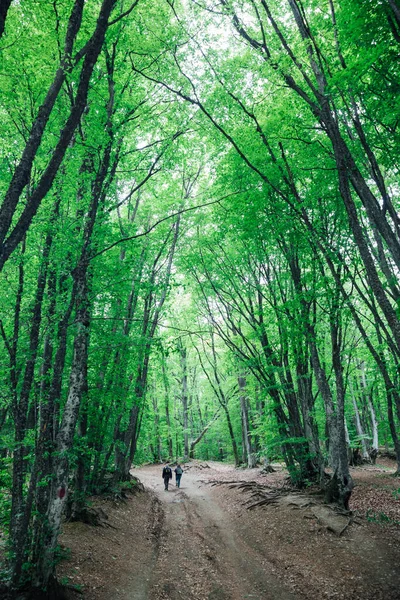 Zelený opadavý les a silniční krajina cestování — Stock fotografie
