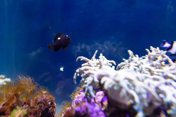 En liten tropisk fisk simmar i det blå vattnet i ett korallrev — Stockfoto
