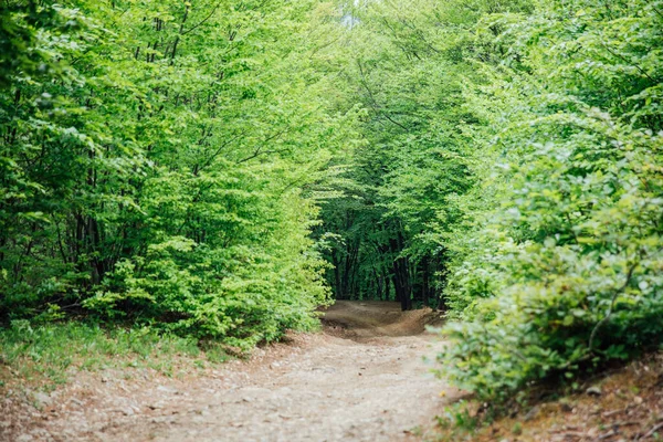 Grön lövskog och väg landskap resor — Stockfoto