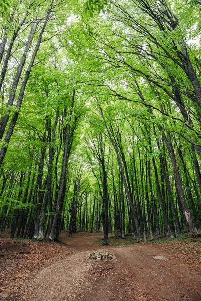Yeşil yaprak döken orman ve yol manzarası yolculuğu — Stok fotoğraf