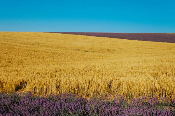 Поле фіолетового лаванди і пшениці перед збиранням — стокове фото