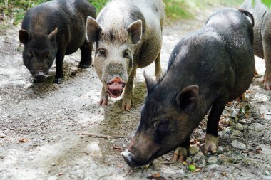 Yeşil bir ormanda üç yaban domuzu