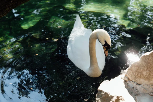 Mooie witte zwaan zwemmen in het heldere water van het meer — Stockfoto