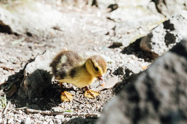 Small duckling chick walks near the lake — Stock Photo, Image