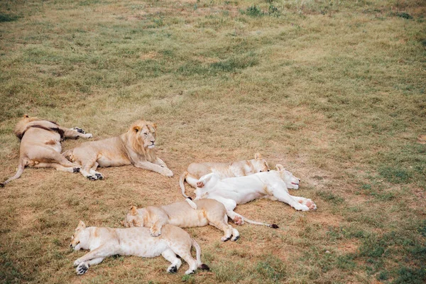 Król lew odpoczywa śpiąc z lwicami duma sawanna — Zdjęcie stockowe