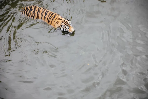 Amur tiger swims bathing in the water of the river — Stock Photo, Image