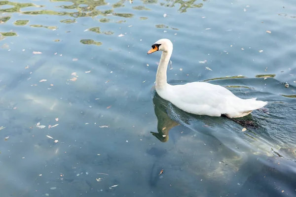 Красивый белый лебедь, купающийся в чистой воде озера — стоковое фото
