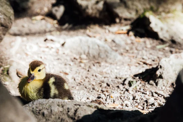 Small duckling chick walks near the lake — Stock Photo, Image