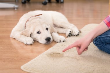 suçlu köpek yavrusu ev eğitimi