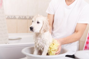 duş Golden retriever yavru