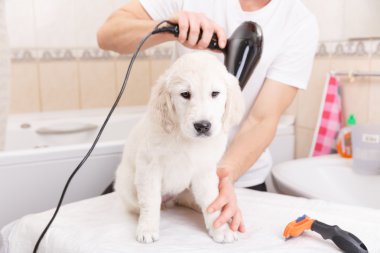 onun köpek evde bakım adam