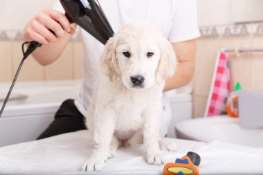 onun köpek evde bakım adam