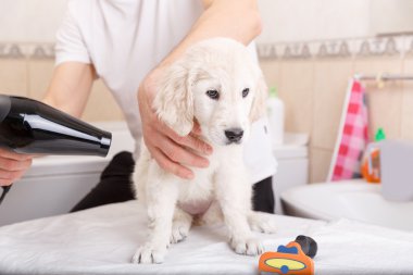 onun köpek evde bakım adam