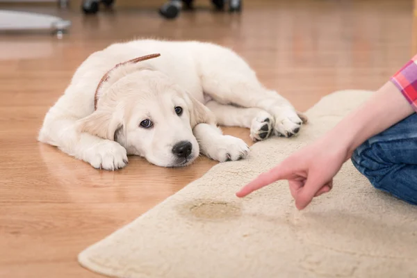 House training of guilty puppy — Stock Photo, Image