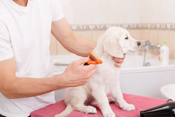 Mann pflegt seinen Hund zu Hause — Stockfoto