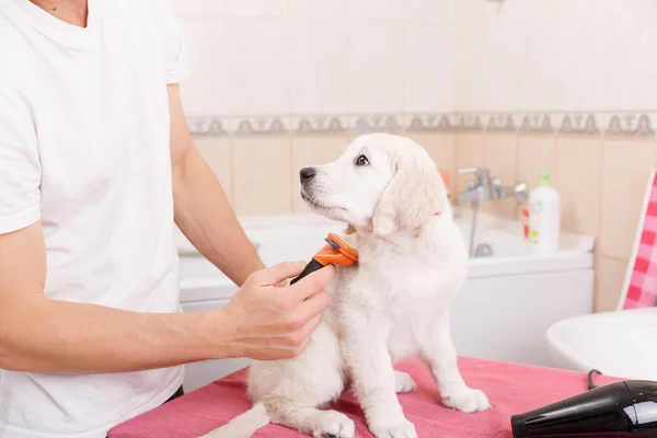 Homme toilettant son chien à la maison — Photo