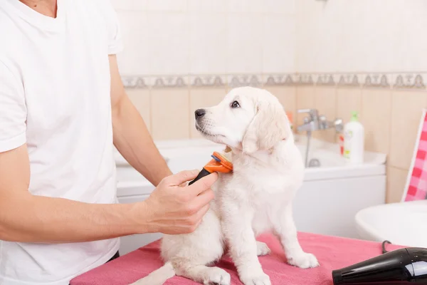 Man grooming of his dog at home — Stock Photo, Image