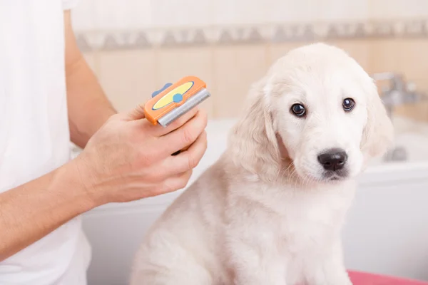 Man grooming of his dog at home — Stock Photo, Image